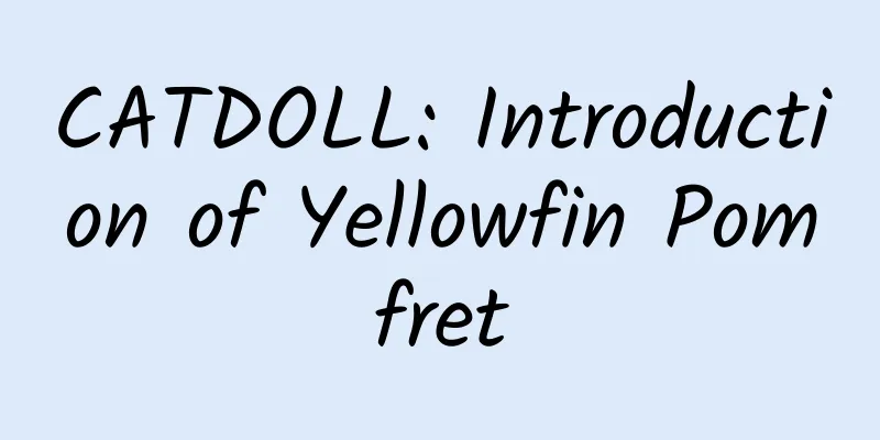 CATDOLL: Introduction of Yellowfin Pomfret