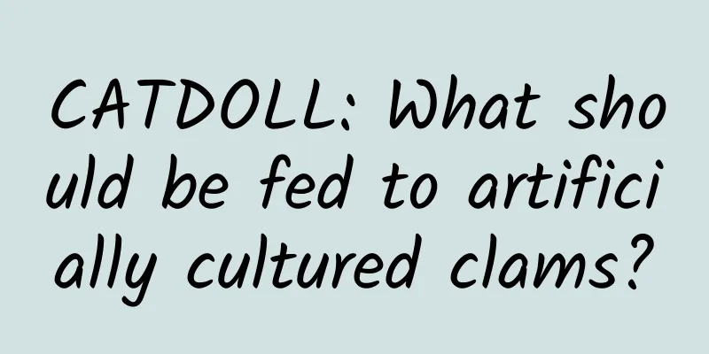CATDOLL: What should be fed to artificially cultured clams?