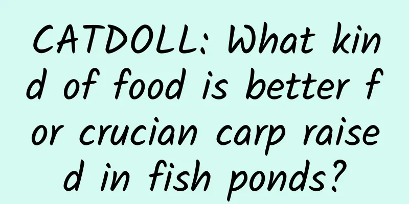 CATDOLL: What kind of food is better for crucian carp raised in fish ponds?