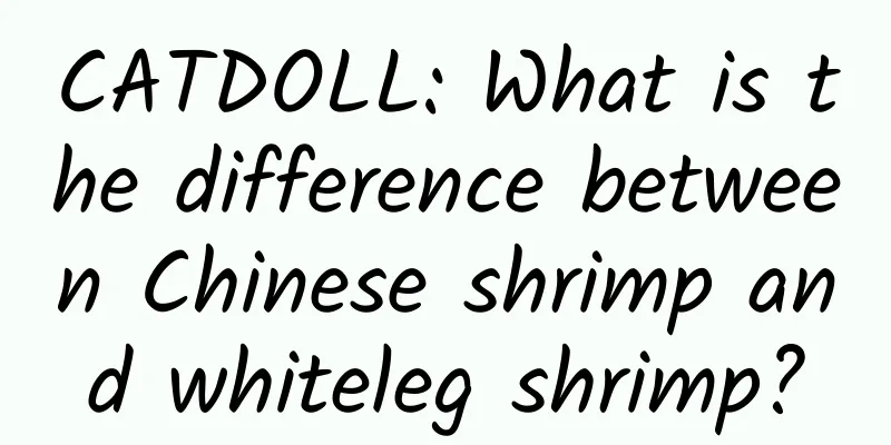 CATDOLL: What is the difference between Chinese shrimp and whiteleg shrimp?