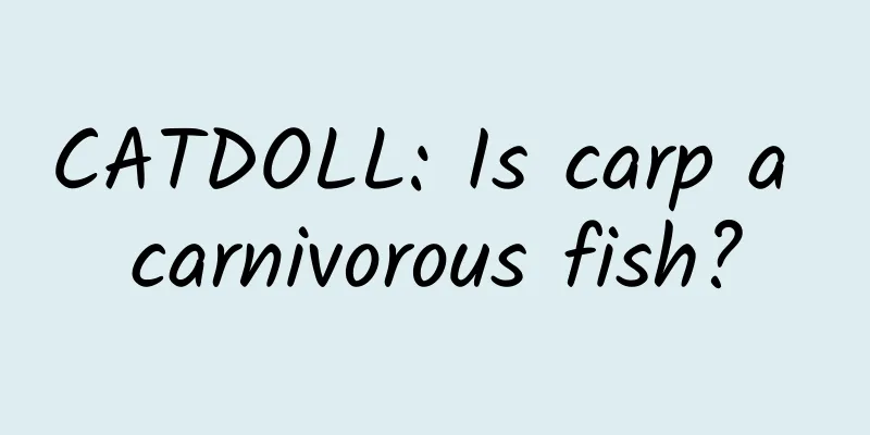 CATDOLL: Is carp a carnivorous fish?