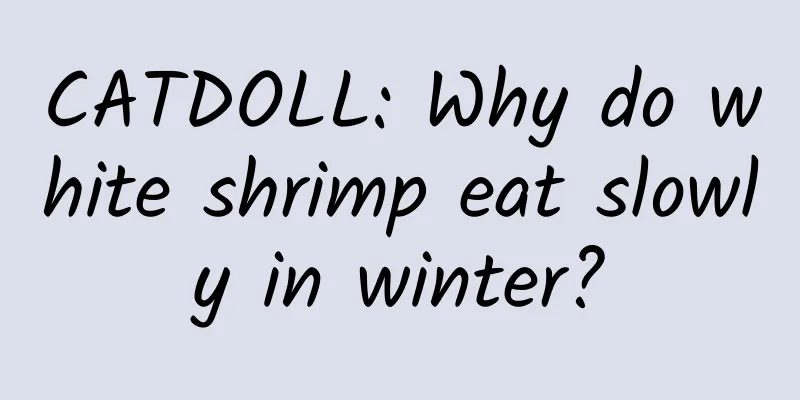 CATDOLL: Why do white shrimp eat slowly in winter?