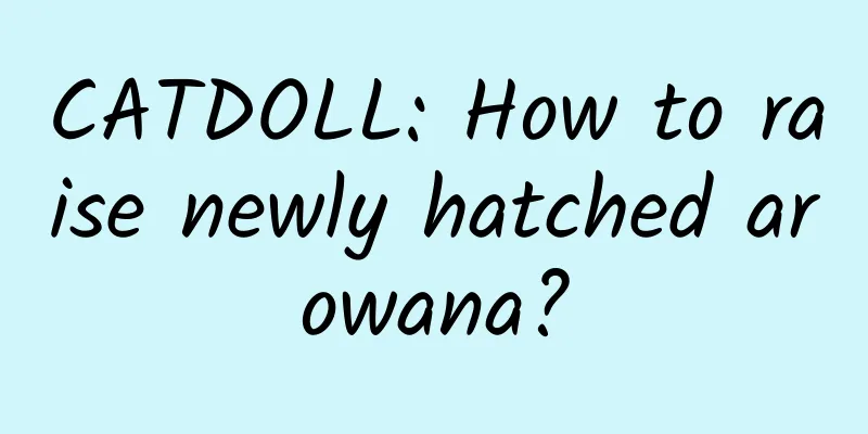 CATDOLL: How to raise newly hatched arowana?