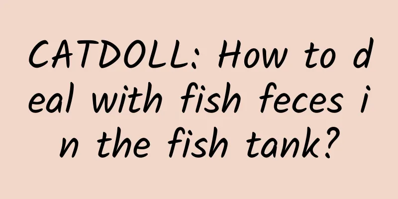 CATDOLL: How to deal with fish feces in the fish tank?