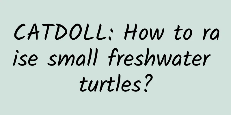 CATDOLL: How to raise small freshwater turtles?