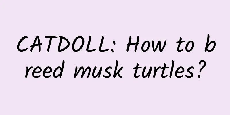 CATDOLL: How to breed musk turtles?