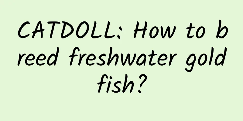 CATDOLL: How to breed freshwater goldfish?