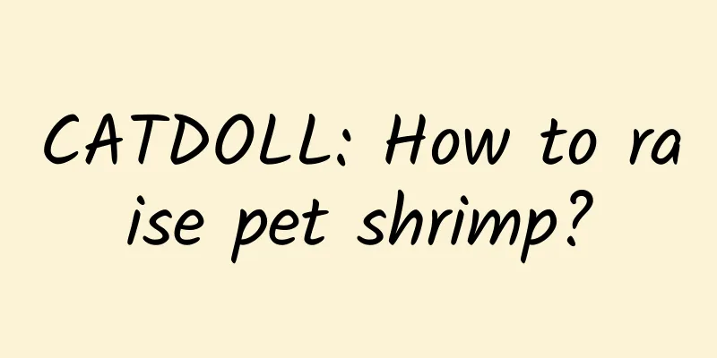 CATDOLL: How to raise pet shrimp?