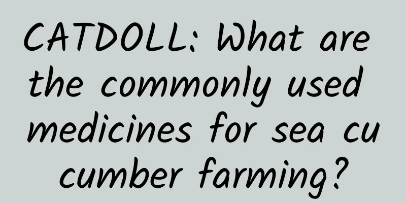 CATDOLL: What are the commonly used medicines for sea cucumber farming?