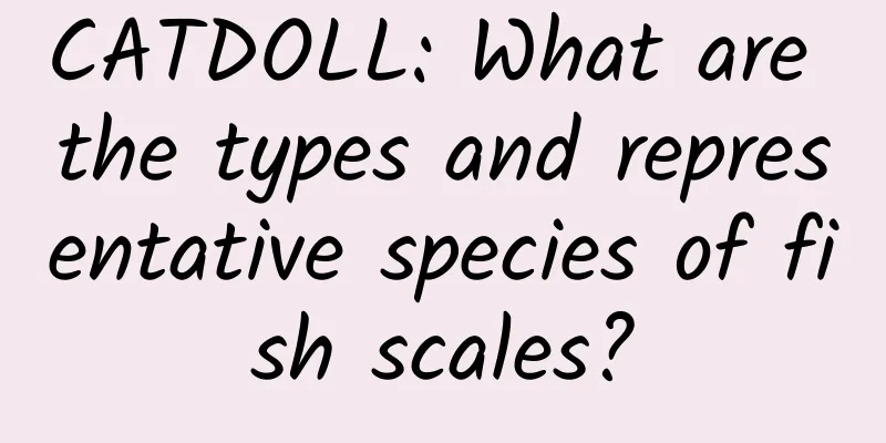 CATDOLL: What are the types and representative species of fish scales?