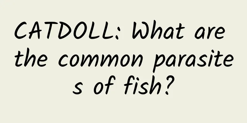 CATDOLL: What are the common parasites of fish?