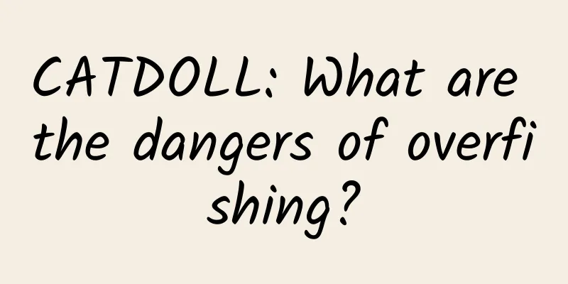 CATDOLL: What are the dangers of overfishing?