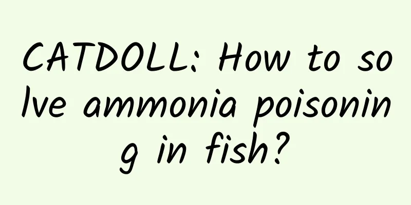 CATDOLL: How to solve ammonia poisoning in fish?