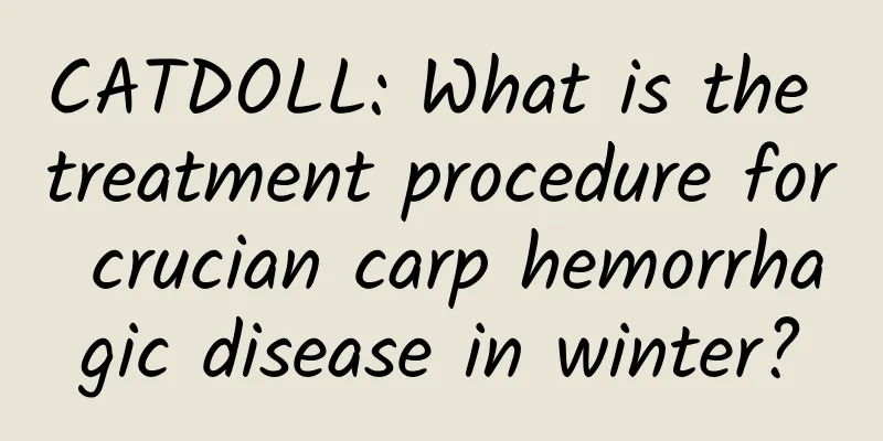 CATDOLL: What is the treatment procedure for crucian carp hemorrhagic disease in winter?