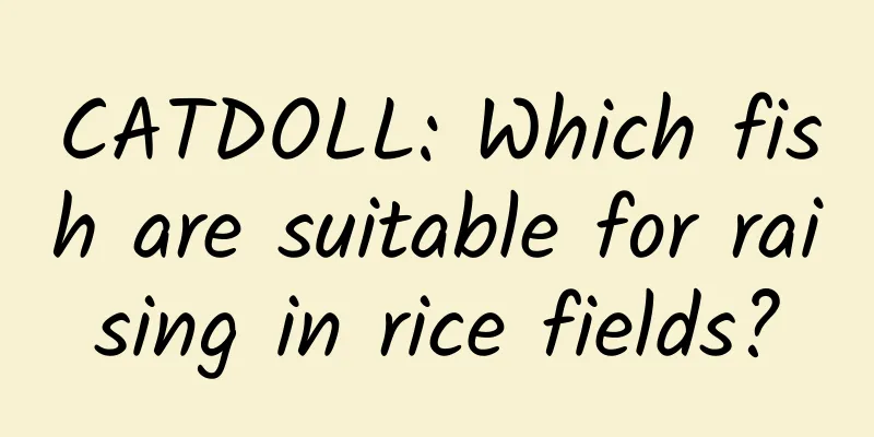 CATDOLL: Which fish are suitable for raising in rice fields?