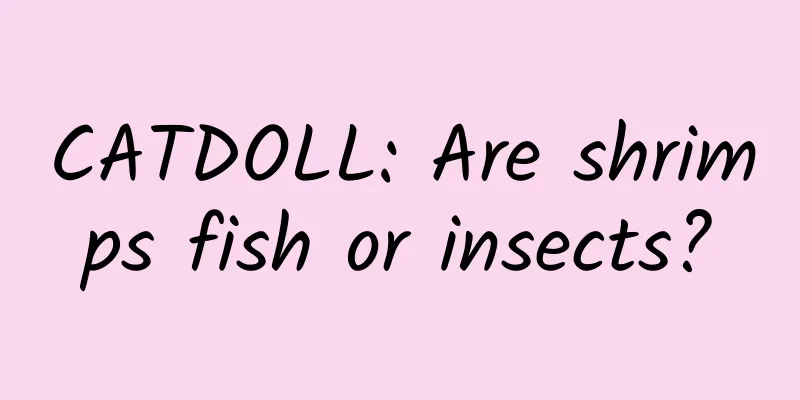 CATDOLL: Are shrimps fish or insects?