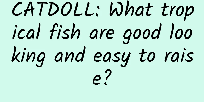 CATDOLL: What tropical fish are good looking and easy to raise?