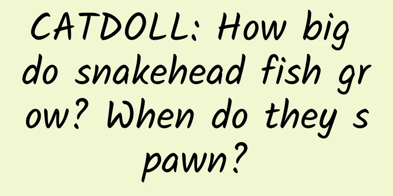 CATDOLL: How big do snakehead fish grow? When do they spawn?