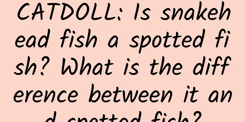 CATDOLL: Is snakehead fish a spotted fish? What is the difference between it and spotted fish?