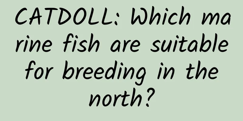 CATDOLL: Which marine fish are suitable for breeding in the north?