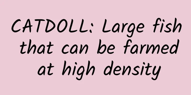 CATDOLL: Large fish that can be farmed at high density