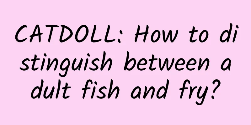 CATDOLL: How to distinguish between adult fish and fry?
