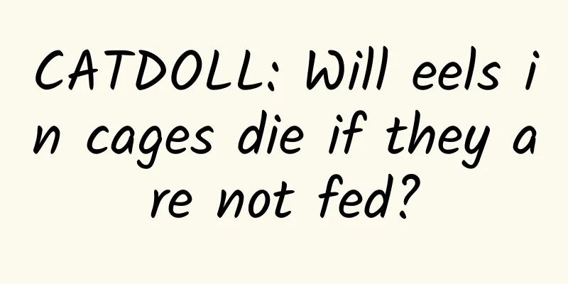 CATDOLL: Will eels in cages die if they are not fed?