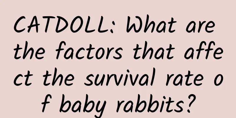 CATDOLL: What are the factors that affect the survival rate of baby rabbits?