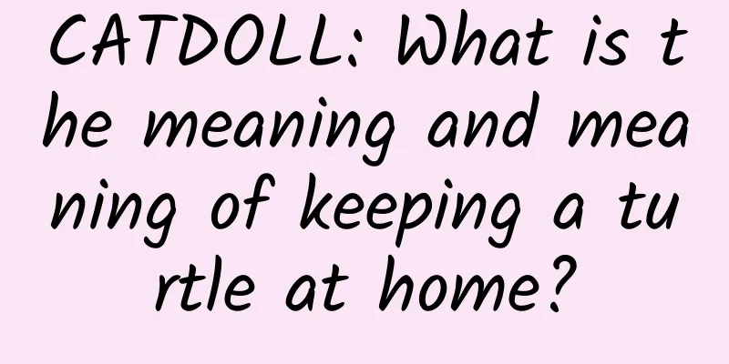 CATDOLL: What is the meaning and meaning of keeping a turtle at home?