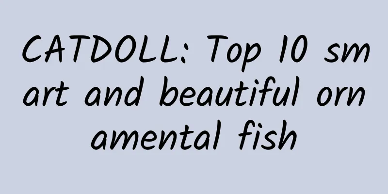 CATDOLL: Top 10 smart and beautiful ornamental fish
