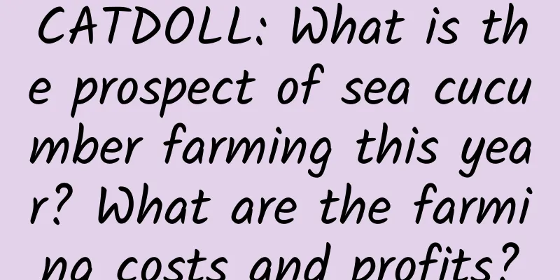 CATDOLL: What is the prospect of sea cucumber farming this year? What are the farming costs and profits?
