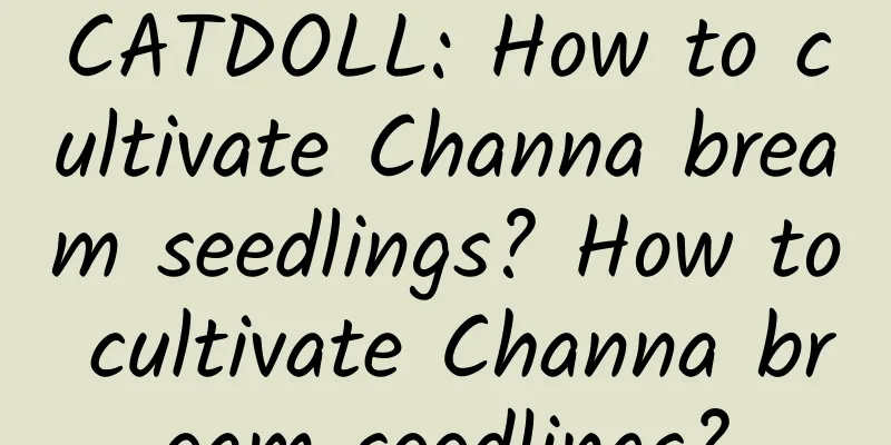 CATDOLL: How to cultivate Channa bream seedlings? How to cultivate Channa bream seedlings?