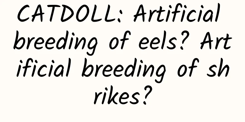 CATDOLL: Artificial breeding of eels? Artificial breeding of shrikes?