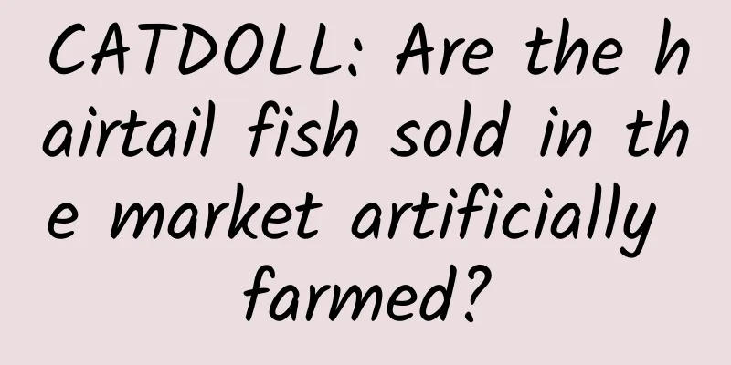 CATDOLL: Are the hairtail fish sold in the market artificially farmed?