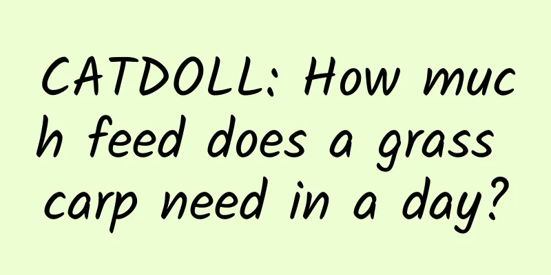 CATDOLL: How much feed does a grass carp need in a day?