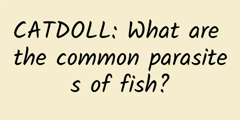 CATDOLL: What are the common parasites of fish?
