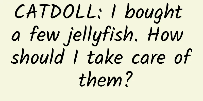 CATDOLL: I bought a few jellyfish. How should I take care of them?
