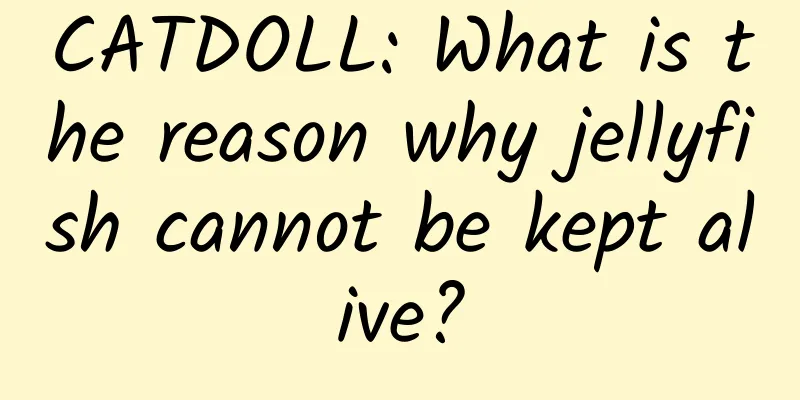 CATDOLL: What is the reason why jellyfish cannot be kept alive?