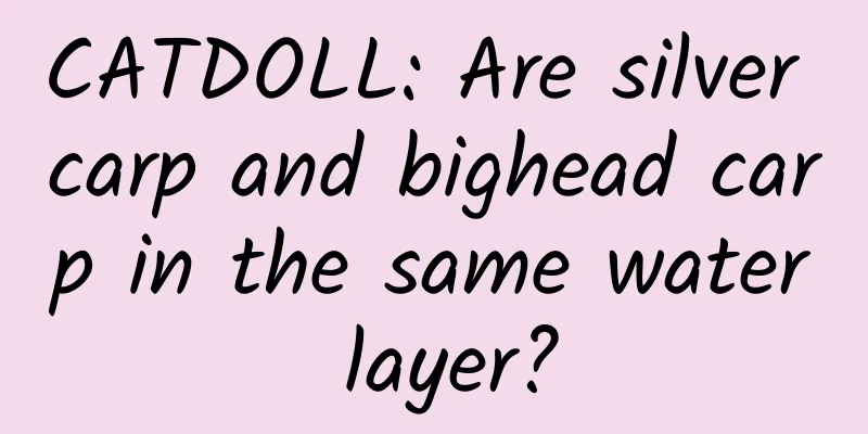 CATDOLL: Are silver carp and bighead carp in the same water layer?