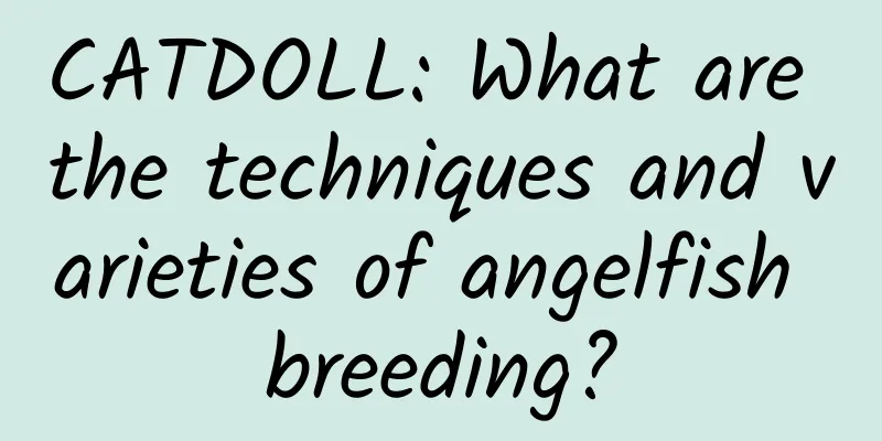 CATDOLL: What are the techniques and varieties of angelfish breeding?