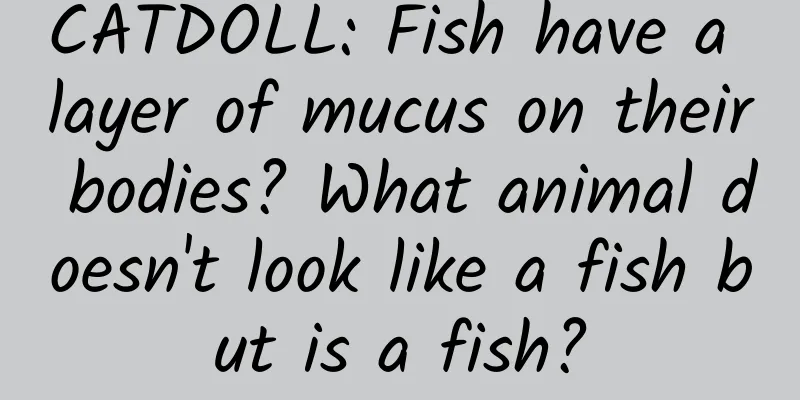 CATDOLL: Fish have a layer of mucus on their bodies? What animal doesn't look like a fish but is a fish?
