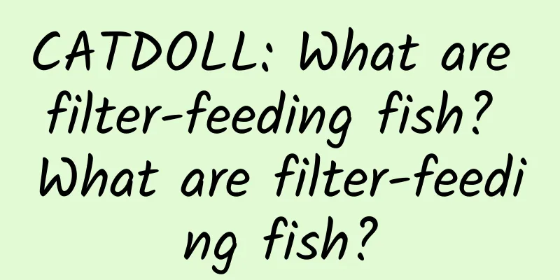 CATDOLL: What are filter-feeding fish? What are filter-feeding fish?
