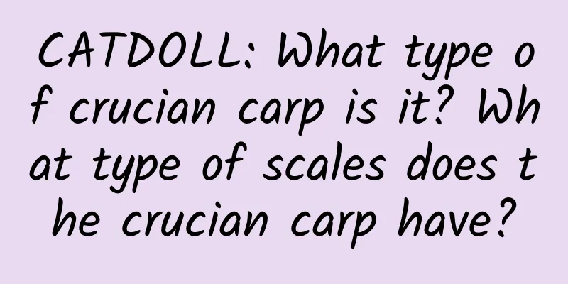 CATDOLL: What type of crucian carp is it? What type of scales does the crucian carp have?
