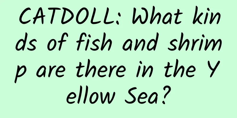 CATDOLL: What kinds of fish and shrimp are there in the Yellow Sea?