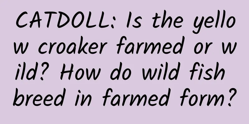 CATDOLL: Is the yellow croaker farmed or wild? How do wild fish breed in farmed form?