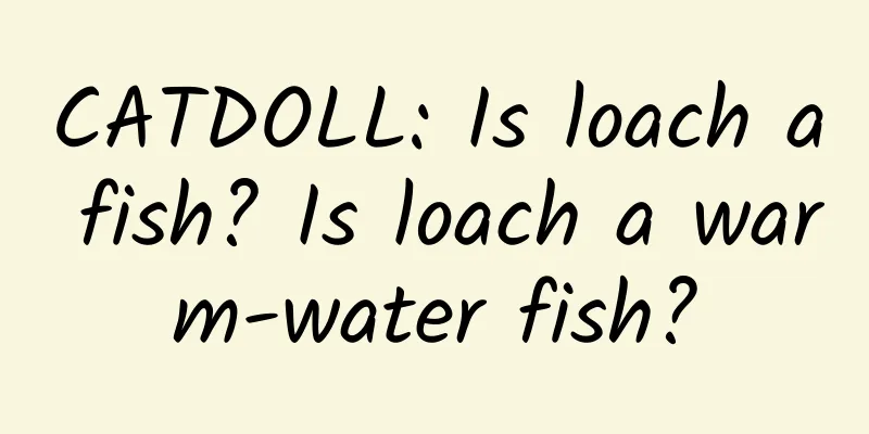 CATDOLL: Is loach a fish? Is loach a warm-water fish?