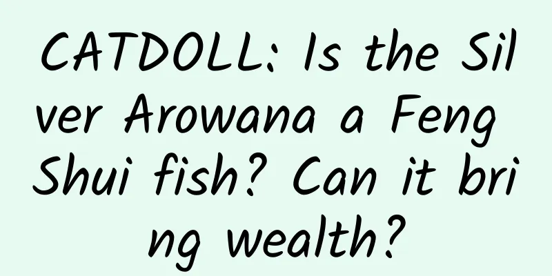 CATDOLL: Is the Silver Arowana a Feng Shui fish? Can it bring wealth?
