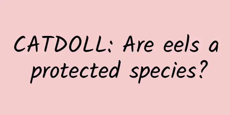 CATDOLL: Are eels a protected species?