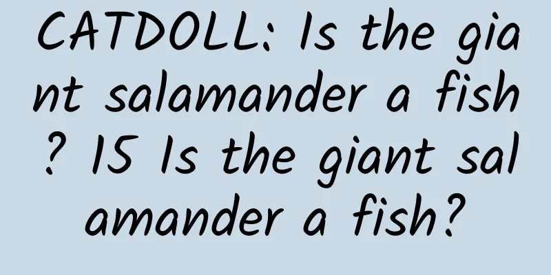 CATDOLL: Is the giant salamander a fish? 15 Is the giant salamander a fish?