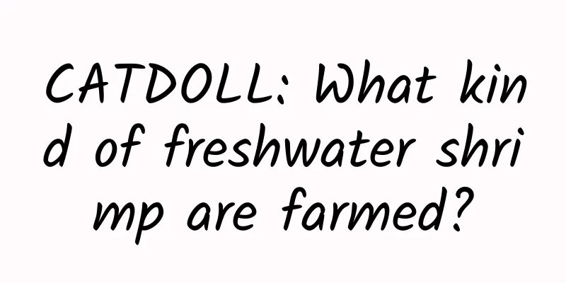 CATDOLL: What kind of freshwater shrimp are farmed?